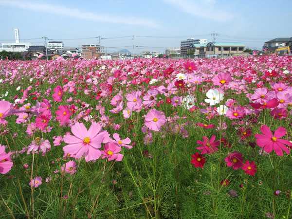 コスモス見物2